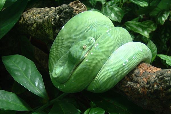 蛇遇鼠年運勢如何_十二生肖