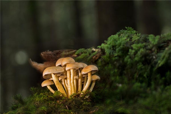 夢到撿蘑菇是什麼意思呢_周公解夢