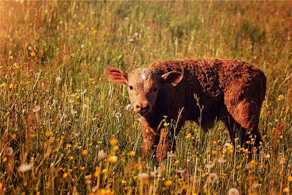 夢見牛子好不好_周公解夢