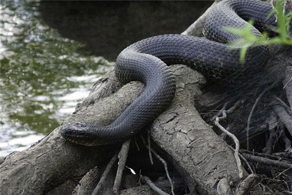 做夢夢到大蛇_周公解夢