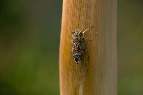 夢到逮知了猴是什麼意思_周公解夢