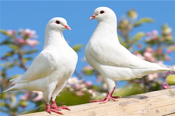 孕婦夢見鴿子_周公解夢 孕婦夢見鴿子是什麼意思_孕婦夢見鴿子好不好_周公解夢官網