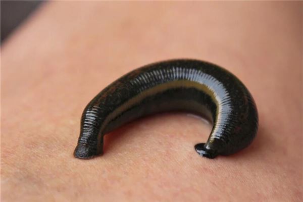 女人夢見被螞蟥咬腳_周公解夢