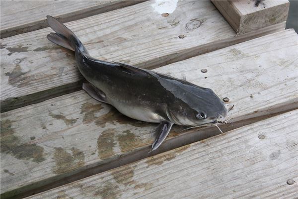 夢見鯰魚_周公解夢
