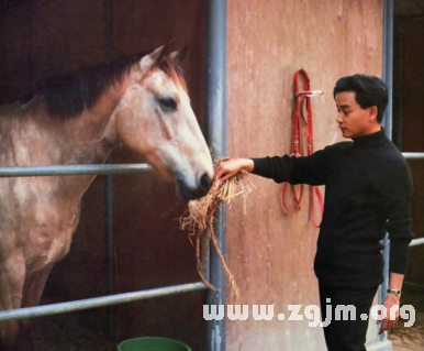 夢見餵馬