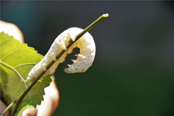 夢見身體生蛆代表著什麼_周公解夢