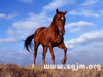 夢見養馬