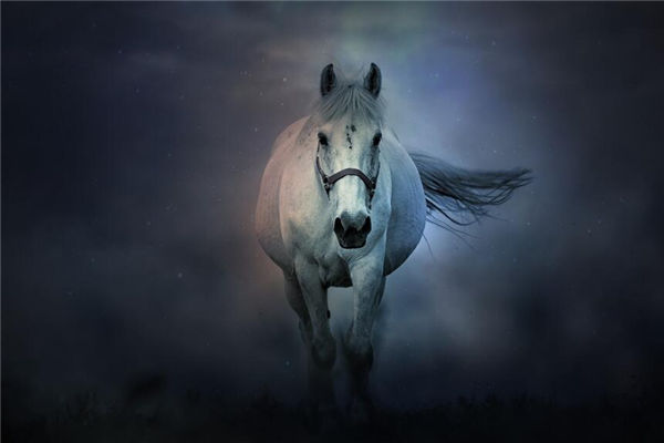 生肖屬馬的男人有何感情追求_十二生肖