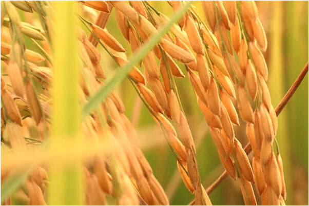 夢見親人來我家有什麼意思_周公解夢官網