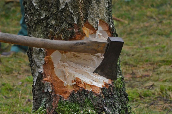 夢見砍大樹是什麼意思_周公解夢