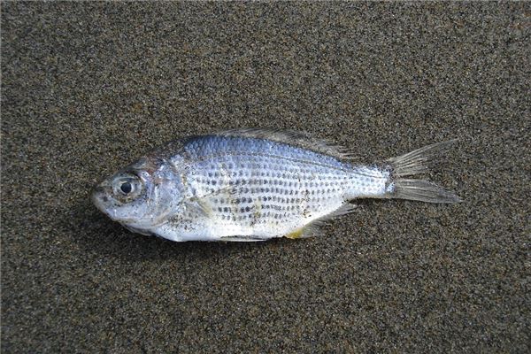 夢到了魚生蛆是什麼預兆_周公解夢