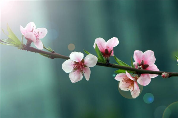 夢見桃花是什麼意思_周公解夢