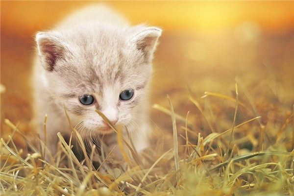 夢到抓小貓預示什麼_周公解夢