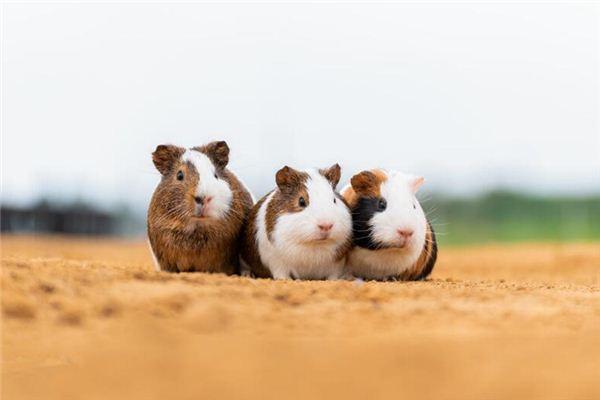 夢見打死一群老鼠_周公解夢