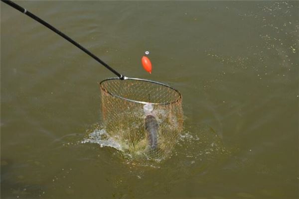 單身女子夢到撈起大鯉魚和一堆小金魚有什麼寓意_周公解夢