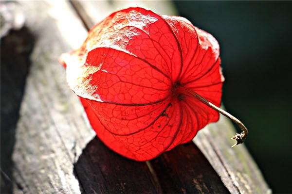 夢見燈籠花預示著什麼_周公解夢