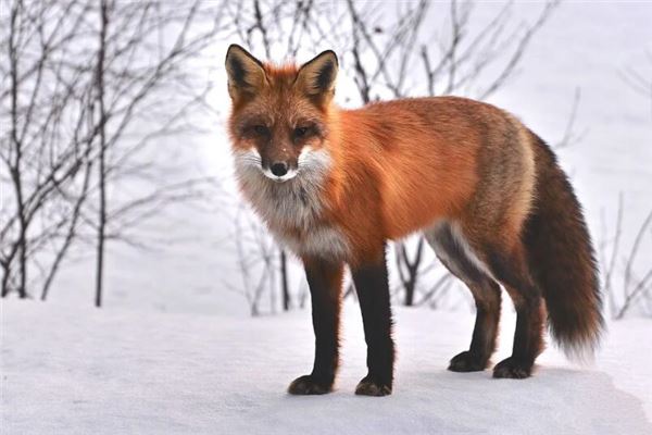 夢到狐狸和仙家有關嗎_周公解夢