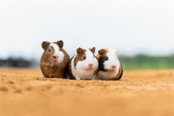 夢見一群老鼠湧出_周公解夢