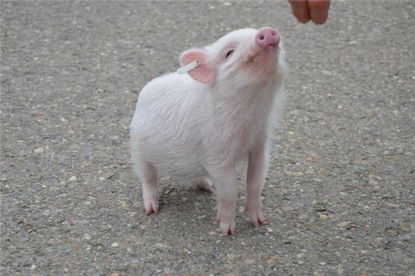 生肖豬是哪年出生的_十二生肖