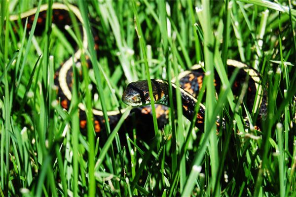 中年女人夢見蛇是什麼預兆_周公解夢