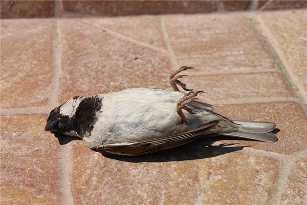 夢到了動物死什麼預兆_周公解夢
