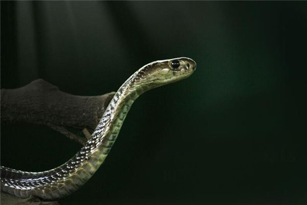 夢見蛇擋路是什麼意思_周公解夢