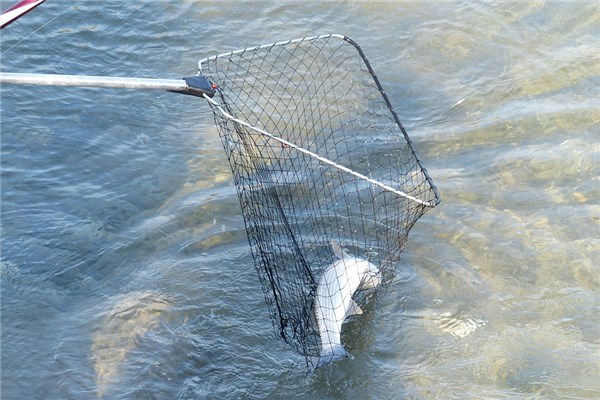 夢到了捉水魚有什麼意思嗎_周公解夢