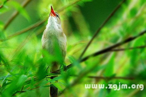 夢見鳥鳴