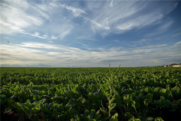 夢到了油菜地有什麼意思嗎_周公解夢