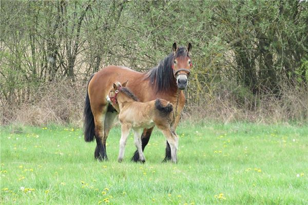 1966年屬相_十二生肖