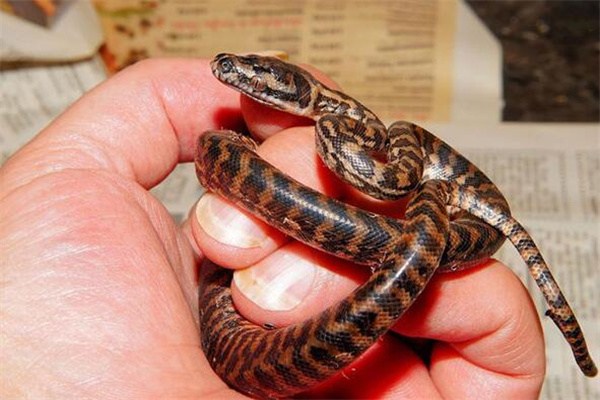 夢到生蛇是好的徵兆嗎_周公解夢