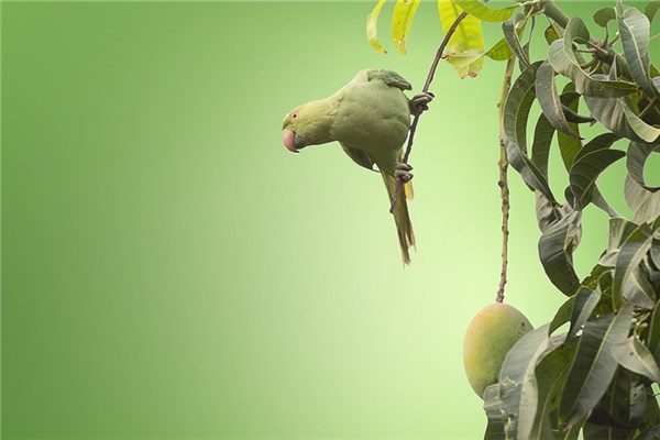 夢見小鸚鵡是凶兆還是吉兆_周公解夢