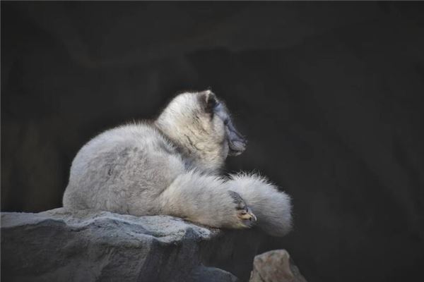 夢到白色狐狸_周公解夢