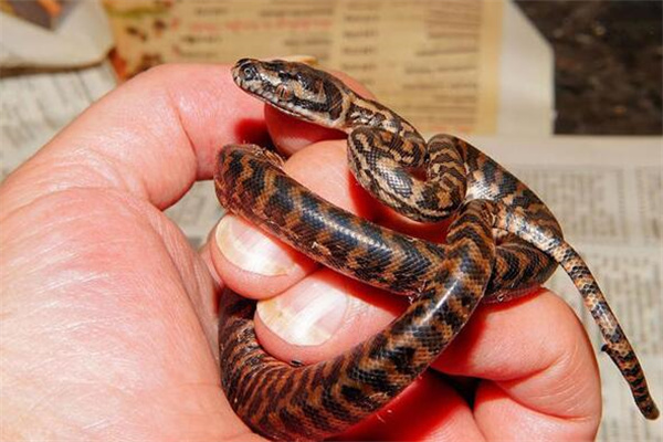 夢到了蛇在家預示什麼_周公解夢