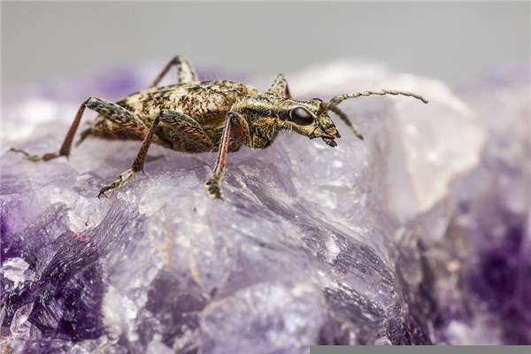 夢到了身上蟲子會怎麼樣_周公解夢