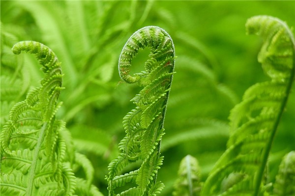 夢見馬莧菜怎么樣_周公解夢