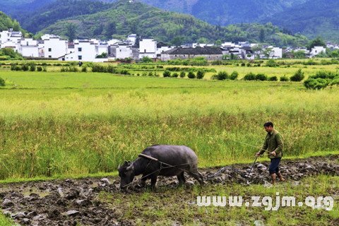 夢見犁