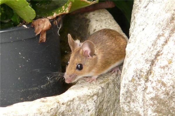 夢到小老鼠_周公解夢