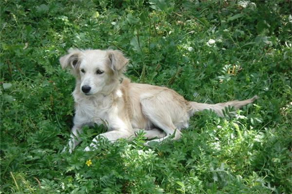 夢見打狗_周公解夢