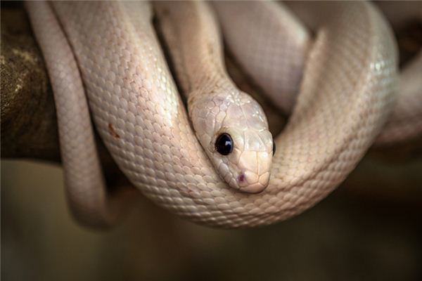 做夢夢見白蛇_周公解夢