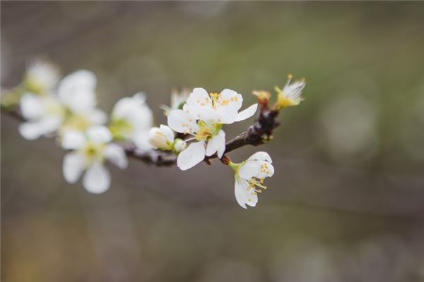 夢見樹上開粉色的花_周公解夢