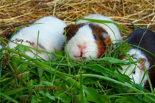 夢到一隻大老鼠_周公解夢