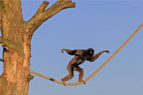 朝三暮四打一生肖_十二生肖