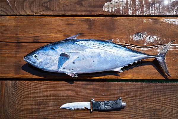 夢到剎魚是什麼預兆_周公解夢