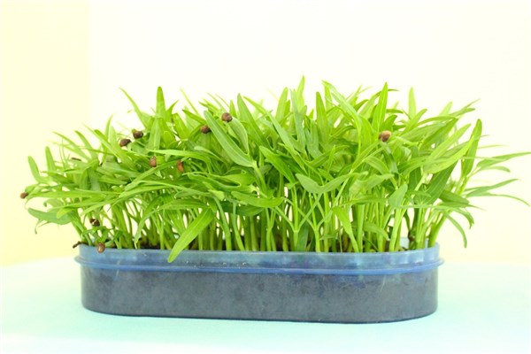 夢到了種菜苗是什麼啟示_周公解夢