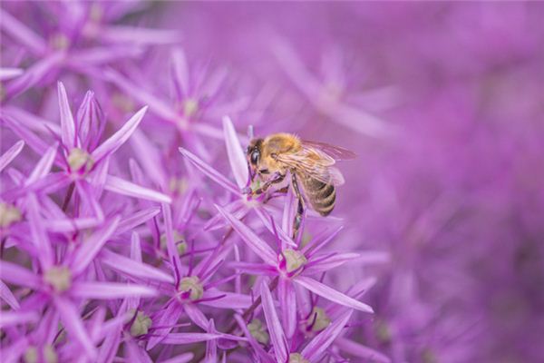 夢見被蜂叮咬_周公解夢