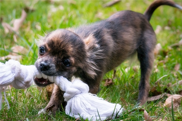 夢見狗被咬傷代表著什麼？_周公解夢
