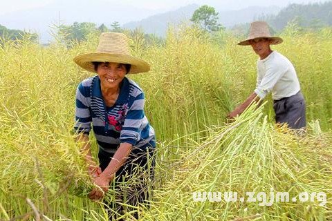 夢見收割莊稼