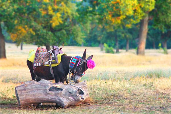 夢見騾子是什麼意思_周公解夢