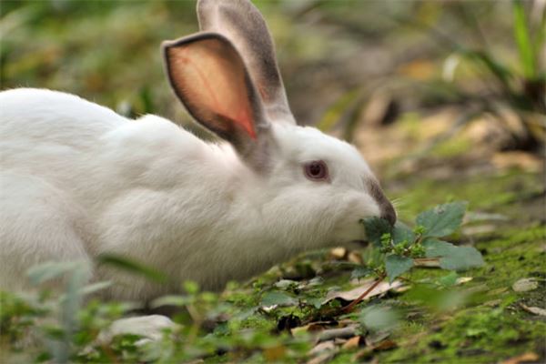 孕婦夢見小白兔_周公解夢 孕婦夢見小白兔是什麼意思_孕婦夢見小白兔好不好_周公解夢官網